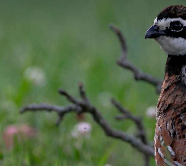 Quail Habitat