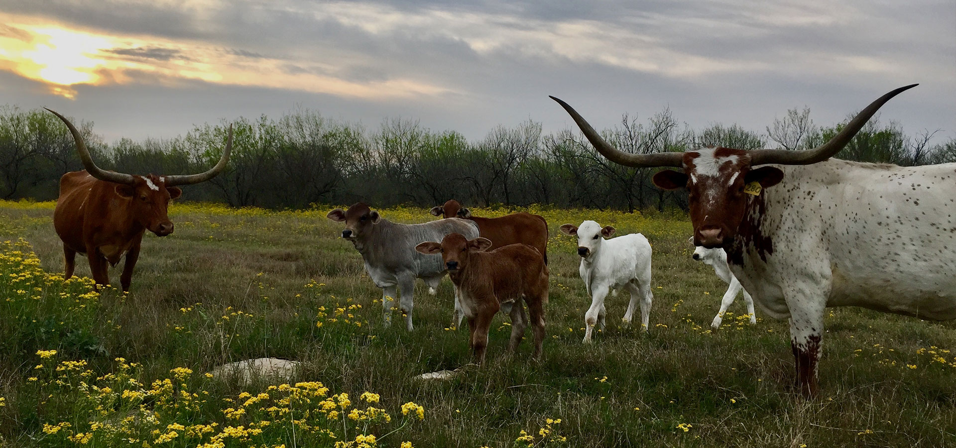 Catarosa Ranch Services *** Texas Deer Ranches *** Land & Ranch